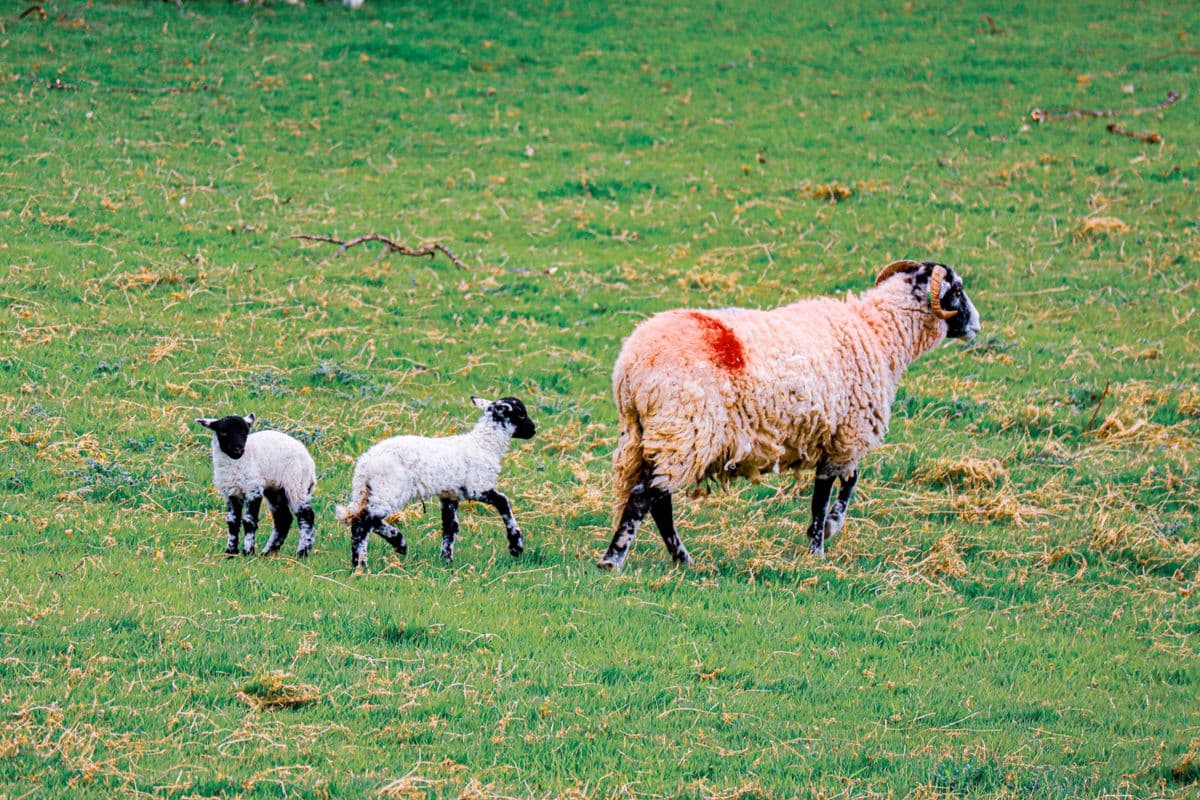 A lamb standing in a green pasture